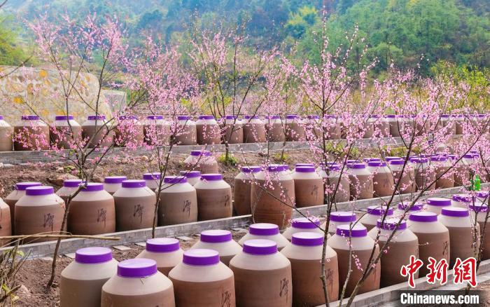 桃花和酒壇相映成趣?！∫足?攝