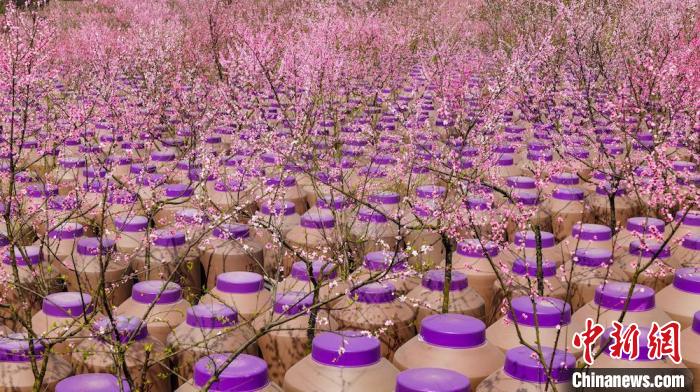 灼灼桃花惹人醉?！∫足?攝