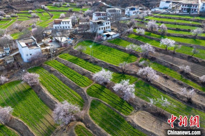 白松鎮(zhèn)層層麥田綠意盎然，與桃林構(gòu)成一幅美麗的鄉(xiāng)村畫卷。　劉忠俊 攝