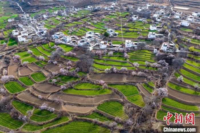 白松鎮(zhèn)桃花林中的白藏房?！⒅铱?攝