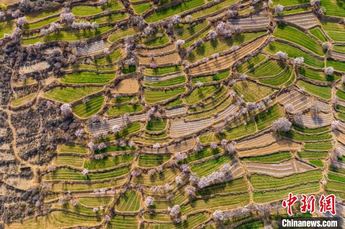 空中俯瞰得榮縣白松鎮(zhèn)的高山麥田和桃林。　劉忠俊 攝