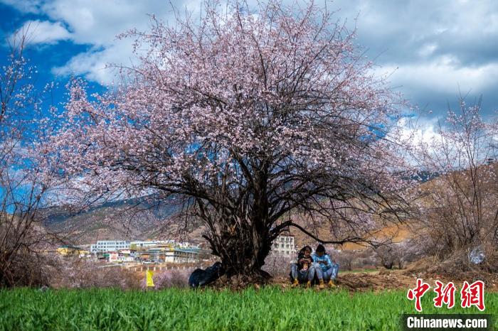 桃花樹下兩名女孩正在玩手機(jī)?！⒅铱?攝