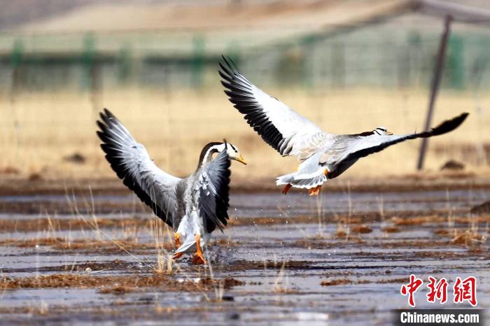 圖為斑頭雁嬉戲飛翔?！“?攝