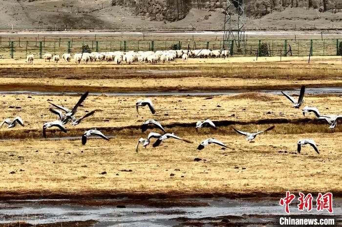 圖為斑頭雁在羊群邊飛翔?！“?攝