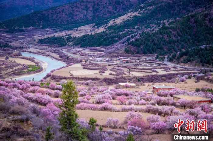 道孚縣麻灣村上千株盛開(kāi)的杏花將鄉(xiāng)村裝點(diǎn)一新?！『涡秀?攝