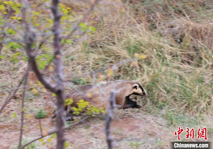 圖為西寧野生動物園救護(hù)的狗獾在西寧市放歸大自然?！●R銘言 攝