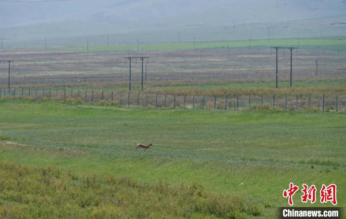 圖為一只普氏原羚在草場上奔跑?！●R銘言 攝