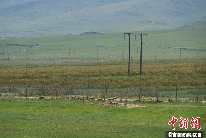 圖為成群普氏原羚在草場上愜意覓食，悠閑自在?！●R銘言 攝