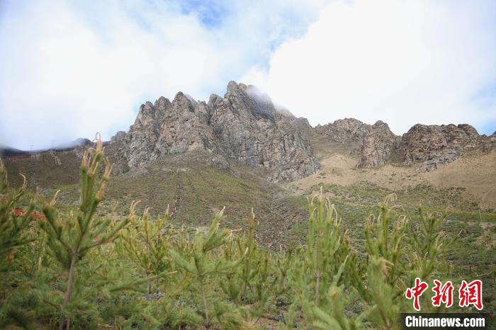 圖為拉薩南北山綠化工程拉薩曲水縣才納村5號(hào)片區(qū)?！∝暣_ 攝