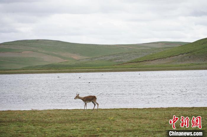 圖為藏原羚在扎陵湖岸畔悠閑漫步?！●R銘言 攝