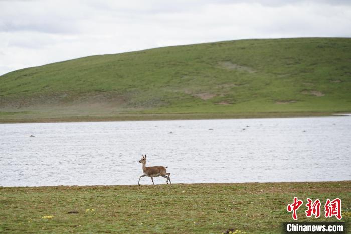 圖為藏原羚在扎陵湖岸畔悠閑漫步。　馬銘言 攝