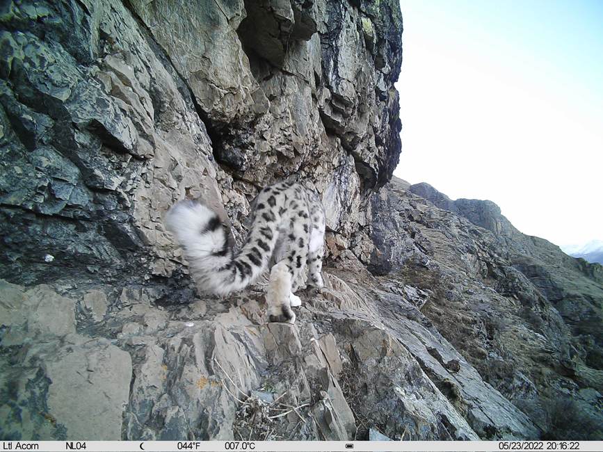 雪豹影像。山水自然保護(hù)中心供圖