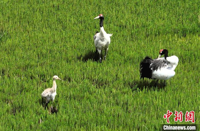 西藏申扎縣黑頸鶴一家悠閑覓食盡顯生態(tài)之美