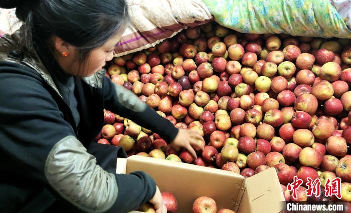 圖為通麥村村民巴桑拉姆精心挑選蘋果進行裝箱?！∝暽＠?攝