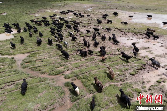 近年來，那曲市班戈縣推行村級(jí)牧業(yè)經(jīng)濟(jì)合作社，牧民們將牛羊及草場(chǎng)作為股份加入合作社，部分牧民開始從事旅游服務(wù)、服裝加工及運(yùn)輸?shù)刃袠I(yè)，收入逐年提高。圖為8月3日，班戈縣的牦牛群在一片草原濕地中覓食(資料圖)。　江飛波 攝