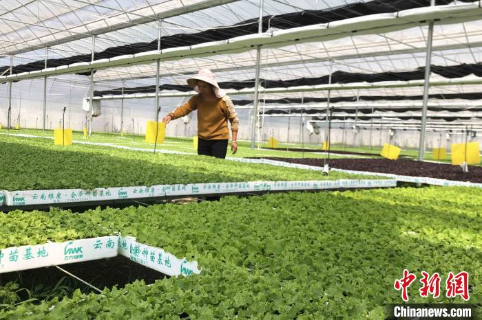 圖為會澤現(xiàn)代化農(nóng)業(yè)產(chǎn)業(yè)扶貧基地內(nèi)，貧困戶成為了產(chǎn)業(yè)工人?！】姵?攝