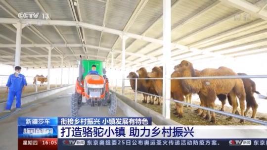 種蘑菇、養(yǎng)駱駝...。。特色產(chǎn)業(yè)助力鄉(xiāng)村振興走新路