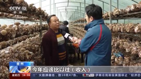 種蘑菇、養(yǎng)駱駝...。。特色產(chǎn)業(yè)助力鄉(xiāng)村振興走新路