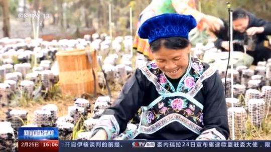 種蘑菇、養(yǎng)駱駝...。。特色產(chǎn)業(yè)助力鄉(xiāng)村振興走新路