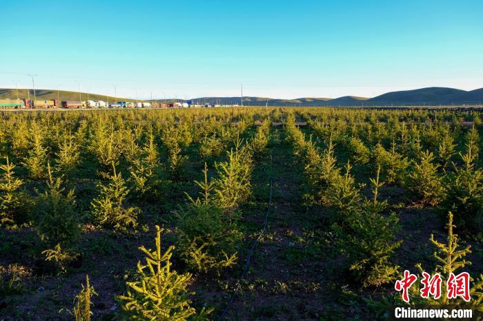 圖為科技團隊在海拔4500米的西藏那曲種出“小森林”，其中超過7成成功越過5個冬天?！〗w波 攝