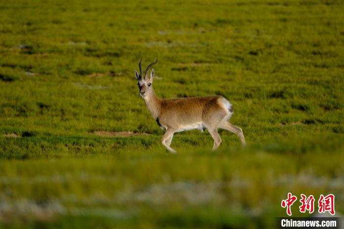 圖為西藏納木錯湖邊的藏原羚休閑覓食?！〗w波 攝