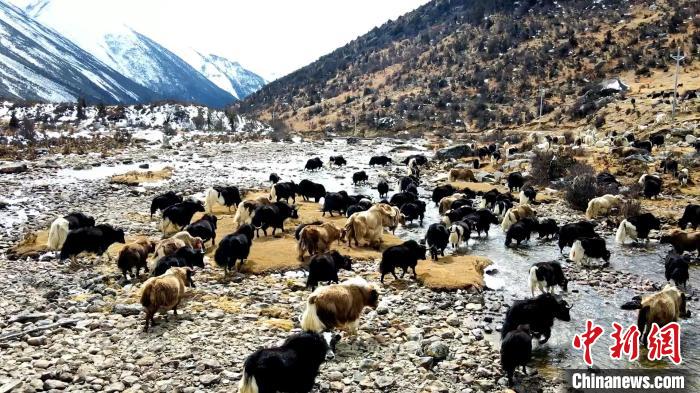 圖為角木那村生態(tài)散養(yǎng)的牦牛正在覓食。　洪若虹 攝