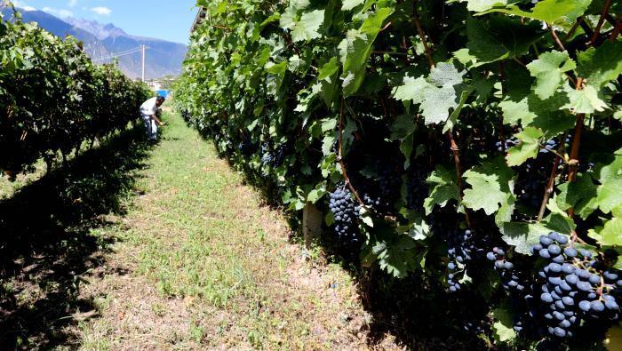 昌都芒康縣依托“兩江流域”干熱河谷地帶地理優(yōu)勢將康巴蜜橘、蘋果、甜石榴、葡萄、蜜桃等經(jīng)濟林木種植?！〔际忻⒖悼h委宣傳部供圖