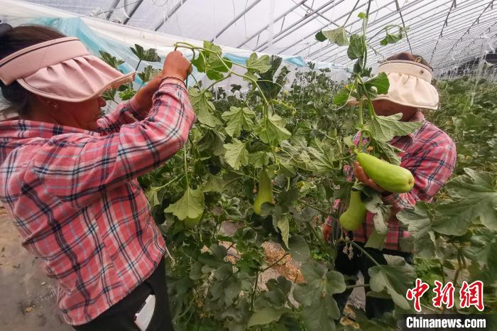 工作人員打理高原溫室大棚?！⒔ㄜ?攝