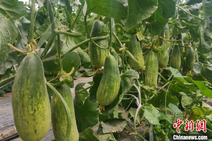 西藏海拔4400多米康馬縣甜瓜、西瓜豐收