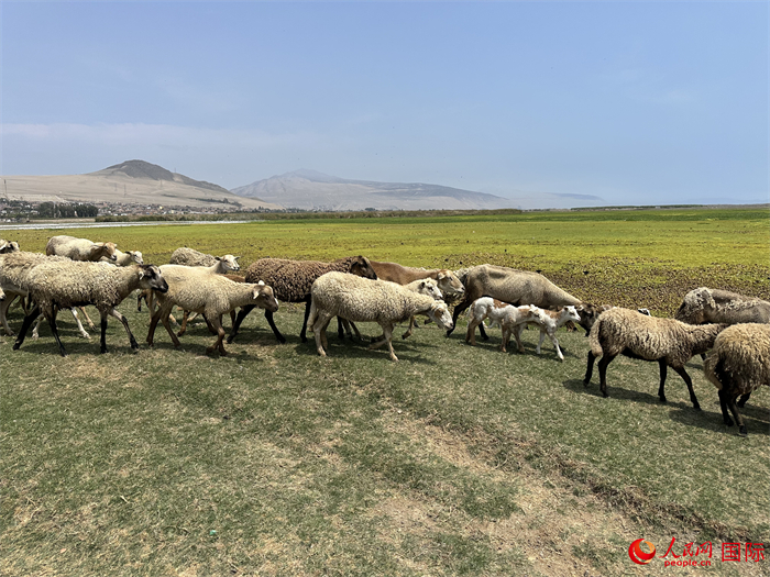 當地時間11月15日，羊群在錢凱港附近的圣羅莎濕地棲息。人民網記者 周雨攝