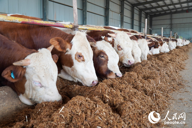 在思博農(nóng)業(yè)科技有限公司內(nèi)，肉牛正在吃秸稈轉(zhuǎn)化的飼料。人民網(wǎng)記者 陳若天攝