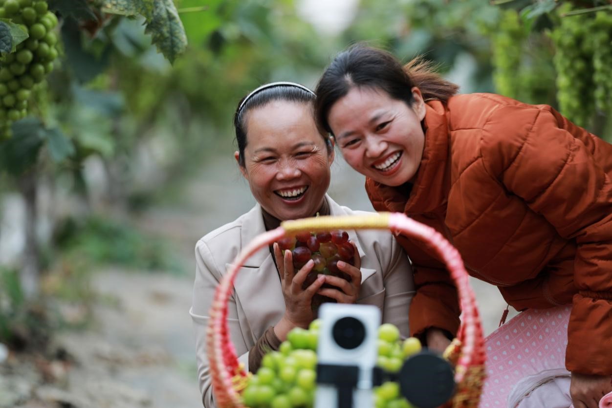 2024年10月6日，果農(nóng)在貴州省黔西市金碧鎮(zhèn)新蘭村葡萄園里進(jìn)行直播銷售。來(lái)源：人民圖片
