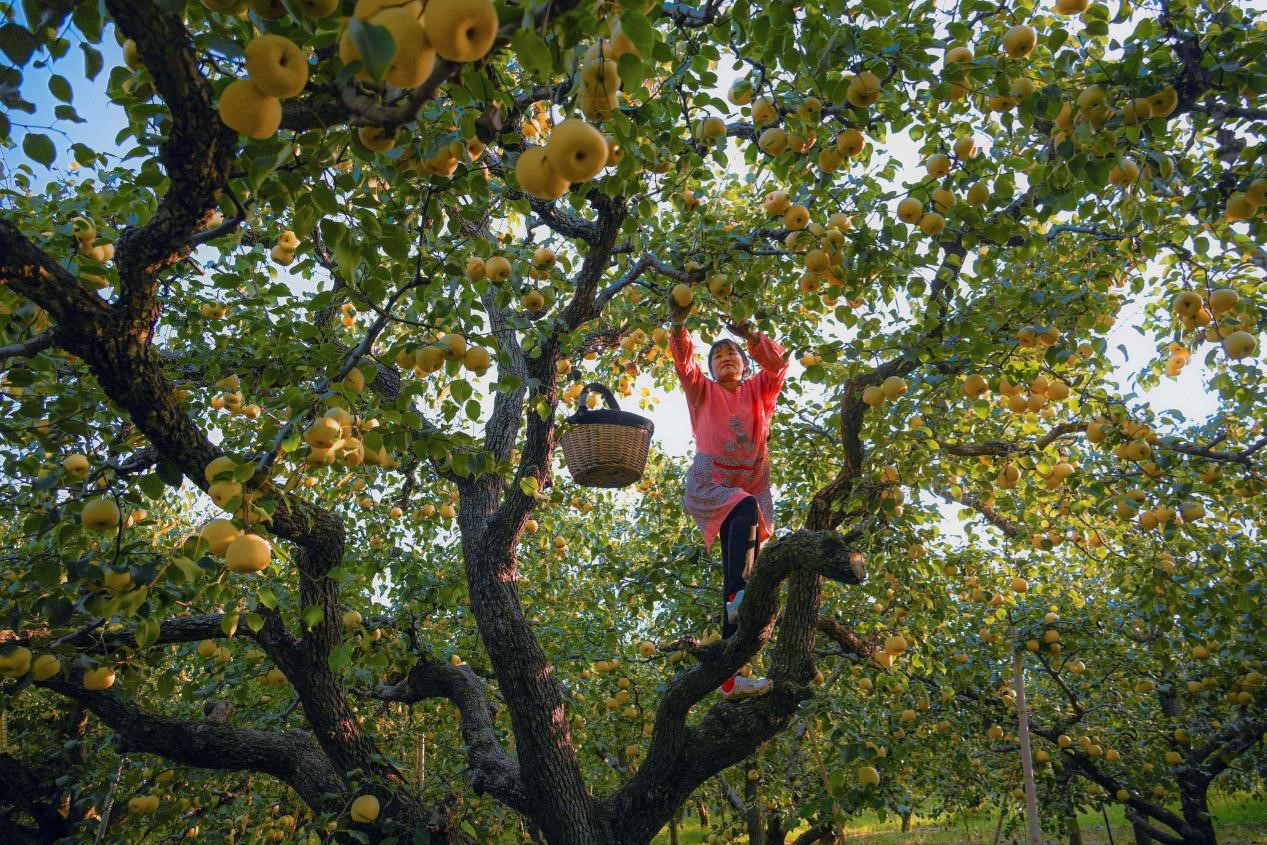 2024年10月4日，安徽省宿州市碭山縣程莊鎮(zhèn)衡樓村百年老梨園里，梨農(nóng)在忙著采摘酥梨。來(lái)源:人民圖片