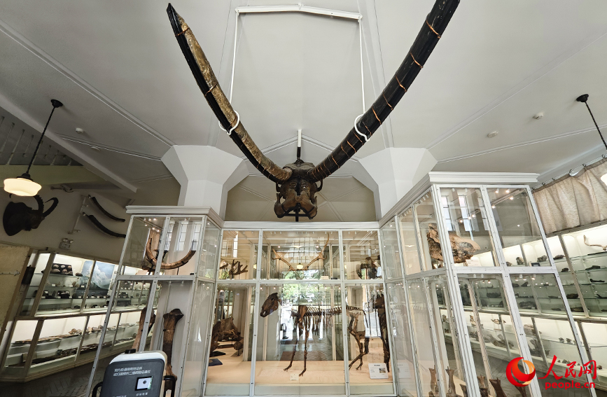 北疆博物院古生物陳列室內(nèi)的化石標(biāo)本。人民網(wǎng)記者 孫一凡攝