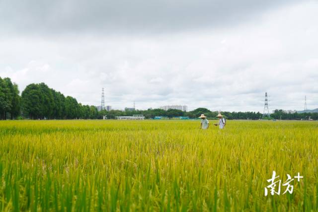 文化組的兩名成員正行走在稻田里。
