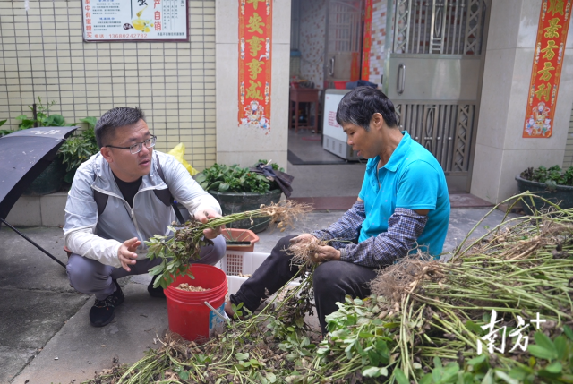 土地組成員張國強一邊幫村民做農(nóng)活一邊聊天。