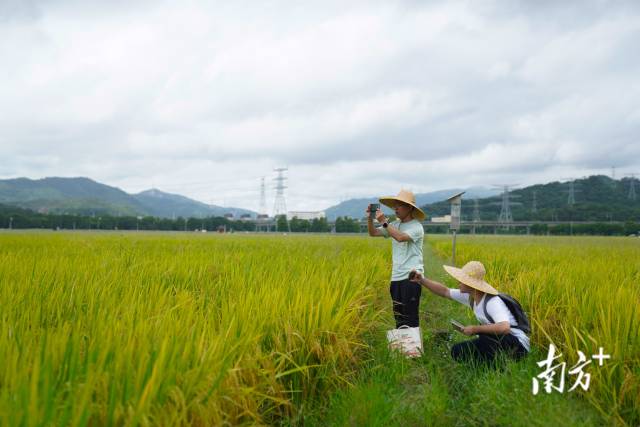 文化組的兩名成員正在給稻田拍照。