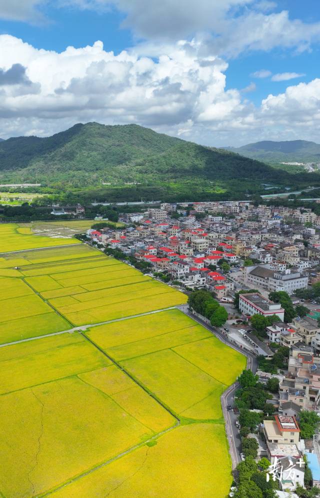 崖口村全景。