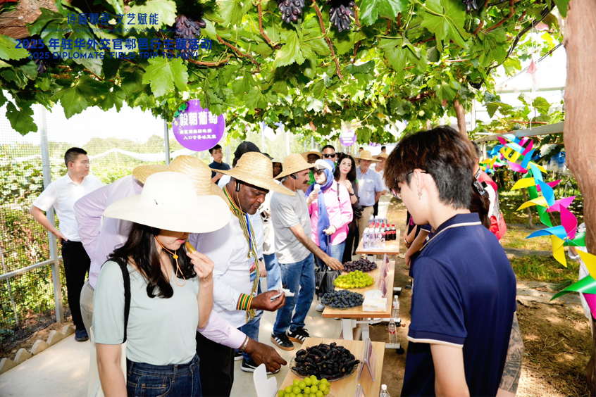 智慧“種”進葡萄園 駐華外交官品讀鄉(xiāng)村振興“中國甜”_fororder_圖片1