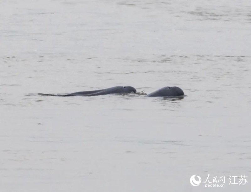 在南京長(zhǎng)江新濟(jì)洲國(guó)家濕地公園拍到的江豚。人民網(wǎng)記者 王丹丹攝