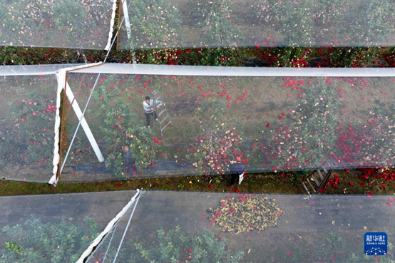 【高質(zhì)量發(fā)展看陜西】“上天”的延安蘋果，蘊(yùn)藏哪些新質(zhì)生產(chǎn)力