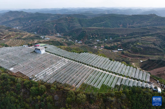 【高質(zhì)量發(fā)展看陜西】“上天”的延安蘋果，蘊(yùn)藏哪些新質(zhì)生產(chǎn)力