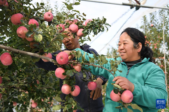 【高質(zhì)量發(fā)展看陜西】“上天”的延安蘋果，蘊(yùn)藏哪些新質(zhì)生產(chǎn)力