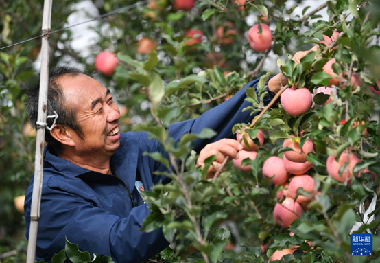【高質(zhì)量發(fā)展看陜西】“上天”的延安蘋果，蘊(yùn)藏哪些新質(zhì)生產(chǎn)力