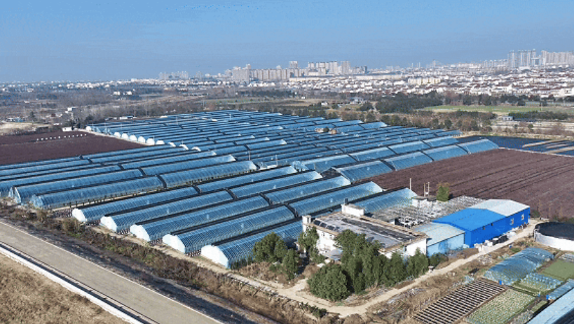 洋縣東聯(lián)村藍(lán)莓基地航拍。洋縣融媒體供圖