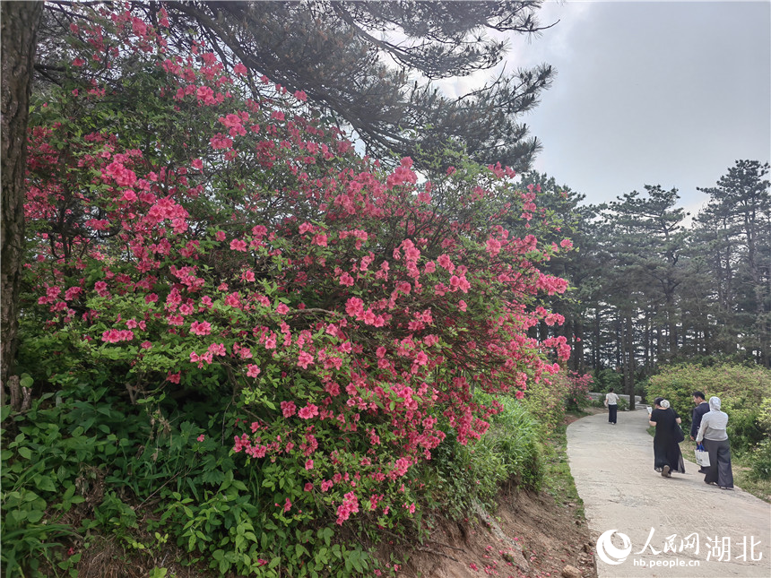 龜峰山頂目前還有部分杜鵑在開放，像站好春天“最后一班崗”。人民網(wǎng)記者 郭婷婷攝