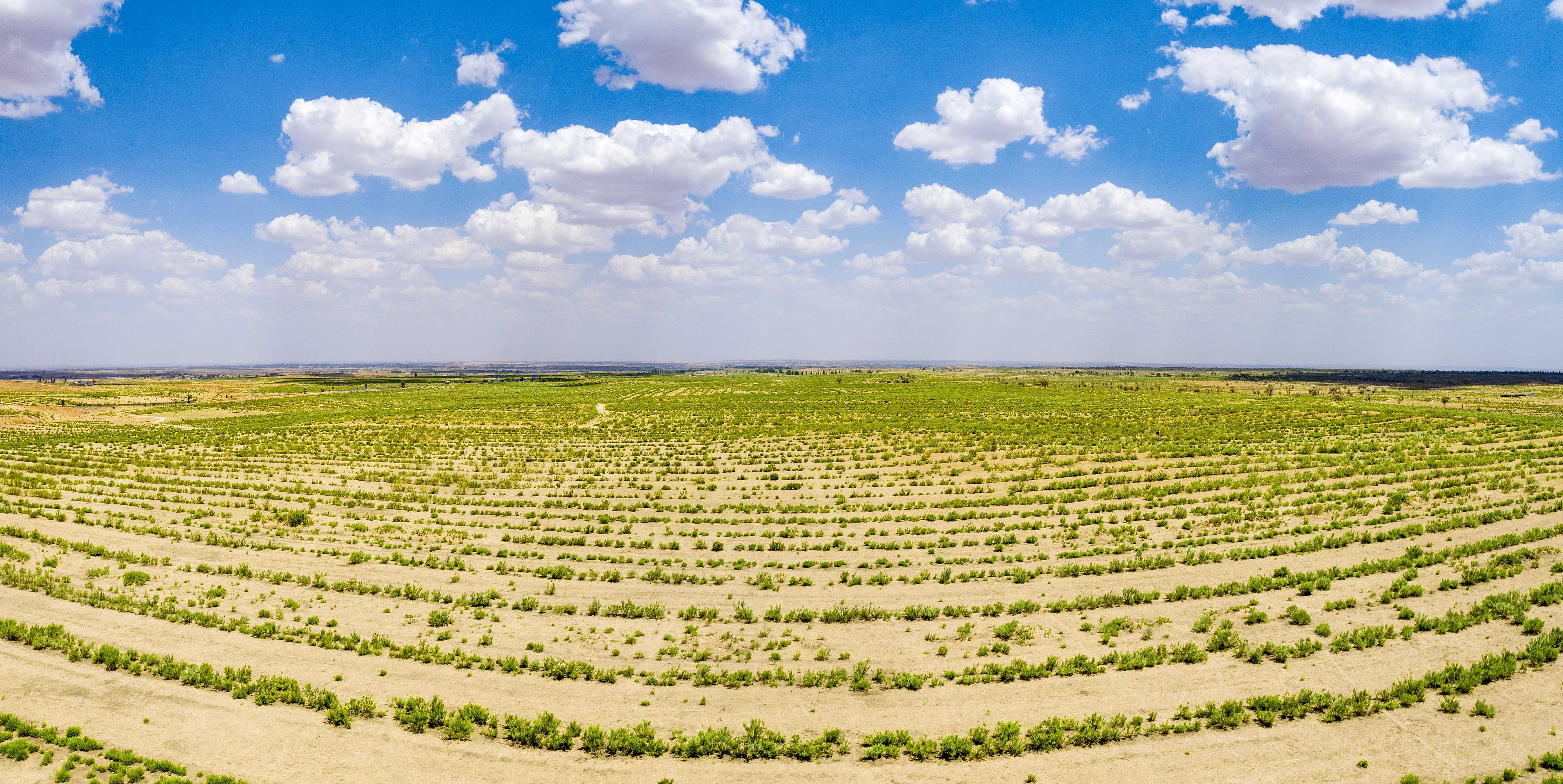 2023年6月7日，內(nèi)蒙古鄂爾多斯，毛烏素沙漠。