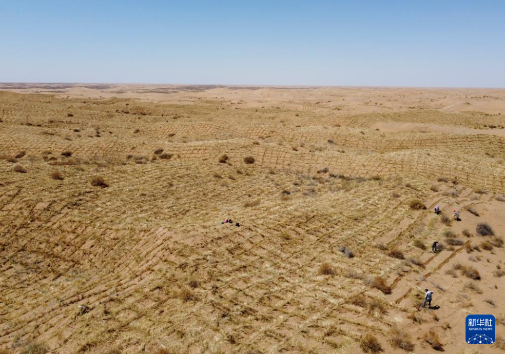 2024年4月10日，群眾在古浪縣八步沙林場麻黃塘沙區(qū)用草方格壓沙。新華社發(fā)（無人機照片）