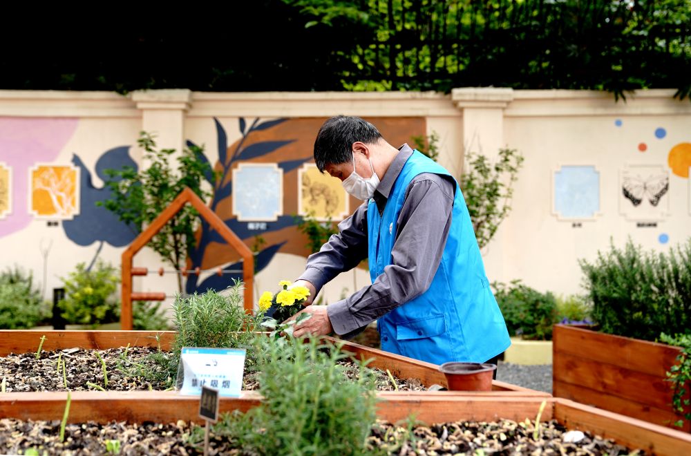 上海市長寧區(qū)虹旭小區(qū)居民在整理改造社區(qū)花園。居民們把堆肥箱里發(fā)酵出來的“綠色材料”和土壤拌在一起鋪在種植箱中（2020年4月22日攝）。新華社記者 張建松 攝