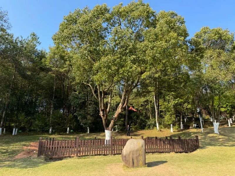 習(xí)近平同志為福建省長汀縣水土保持科教園捐種的香樟樹。圖源：學(xué)習(xí)時(shí)報(bào)